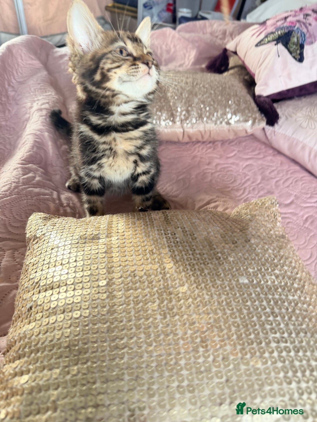 British Shorthair cats for sale: Purr-fect  **  Kittens Ready for new home - Advert 3