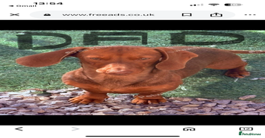Dachshund dogs - Advert 4