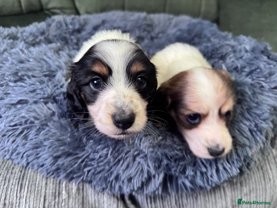 Miniature Dachshund dogs for sale: 2 piebald miniature long haired dachshund puppies  - Advert 2