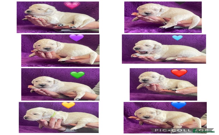 Golden Retriever dogs - Advert 2