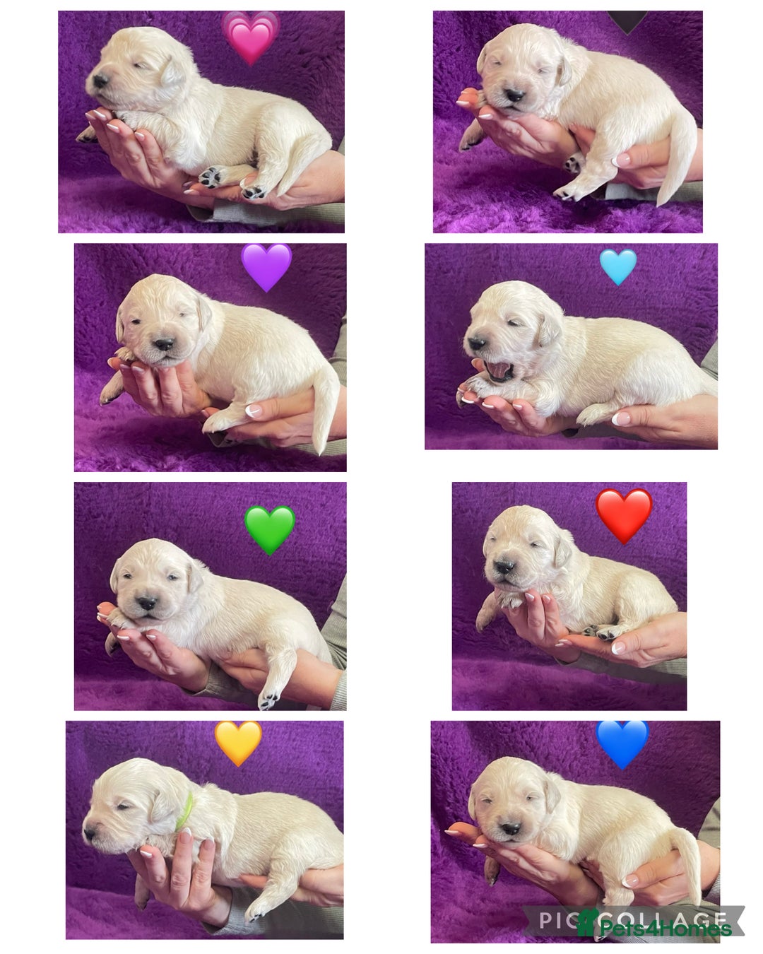 Golden Retriever dogs for sale: KC Reg Cream Boys from health tested parents.  - Image 1