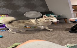 Huskita dogs for sale: Husky  - Image 3