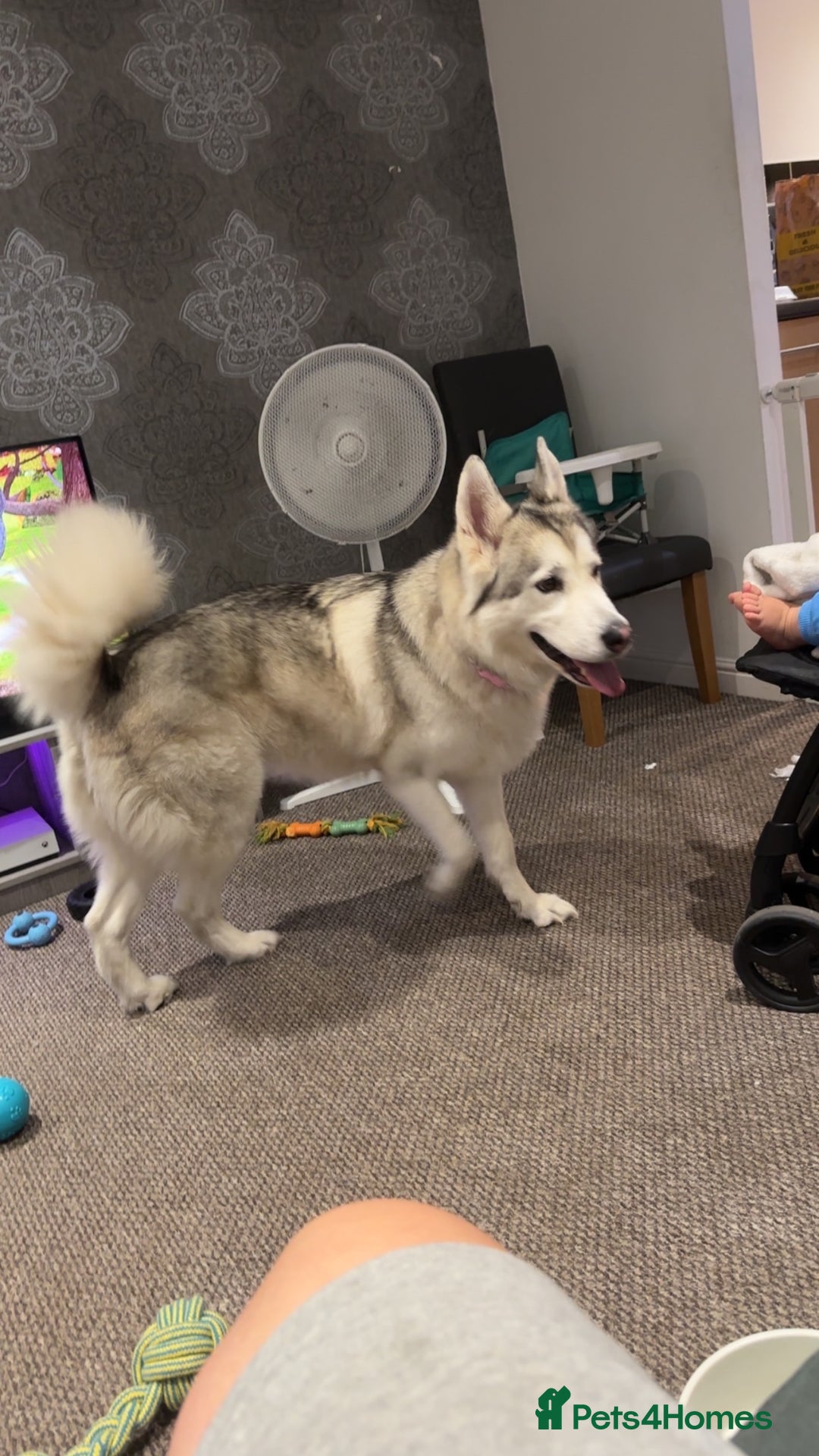 Huskita dogs for sale: Husky  - Image 3