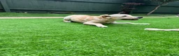 Golden Retriever dogs for sale: KC REGISTER GOLDEN RETRIEVERS PUPPIES - Advert 7
