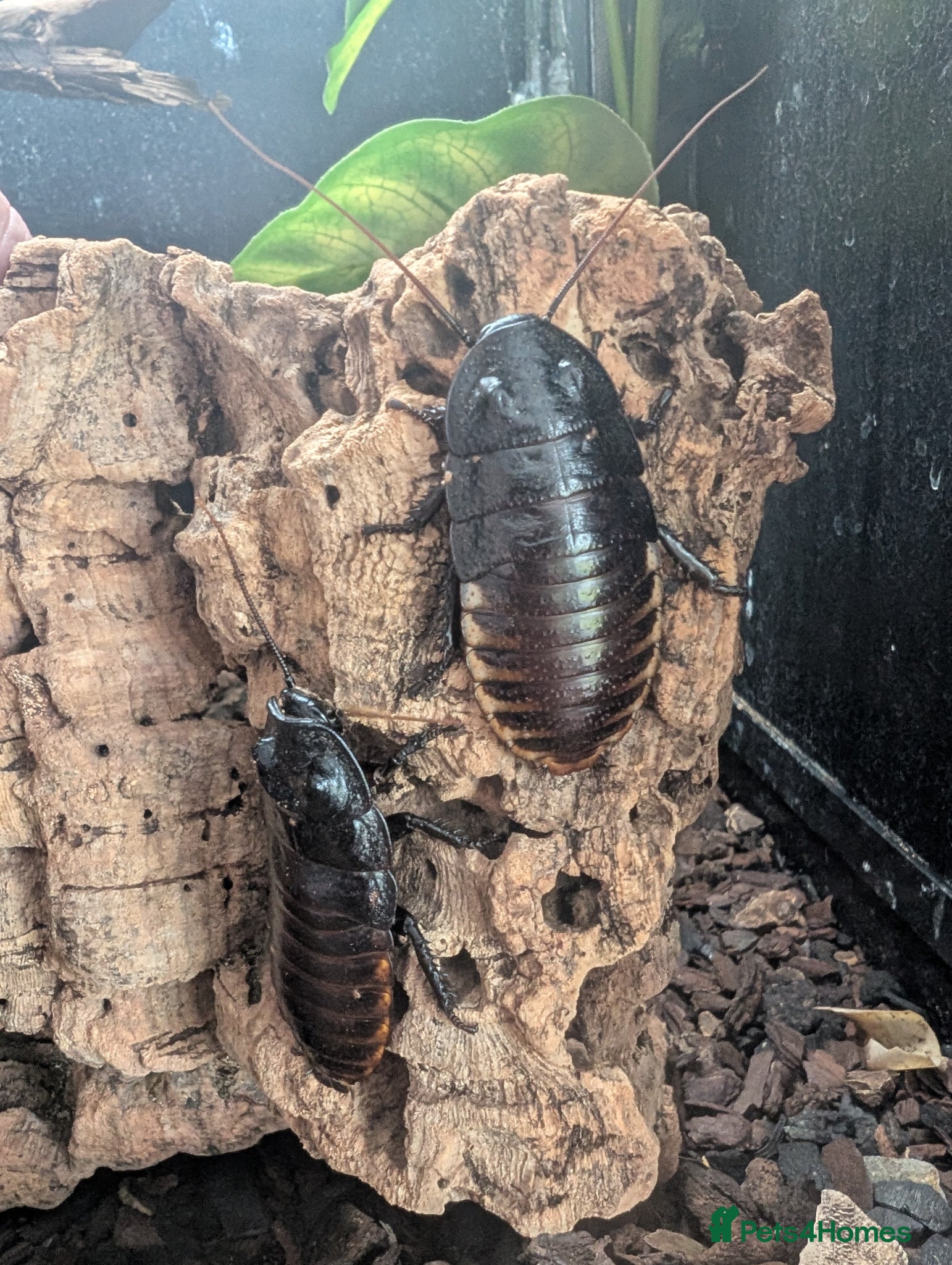 Cockroaches invertebrates Madagascan hissing cockroach - Advert 8