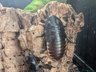 Cockroaches invertebrates Madagascan hissing cockroach - Advert 8