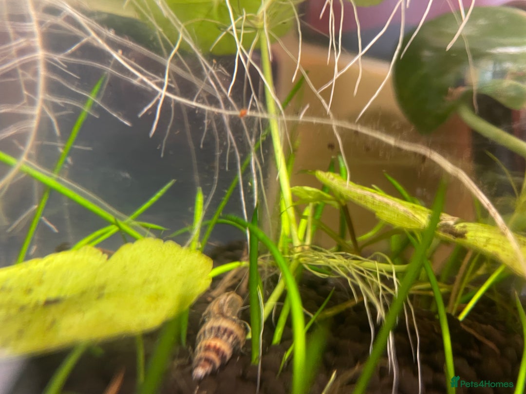 Snails invertebrates for sale: Assassin Snails - Advert 3