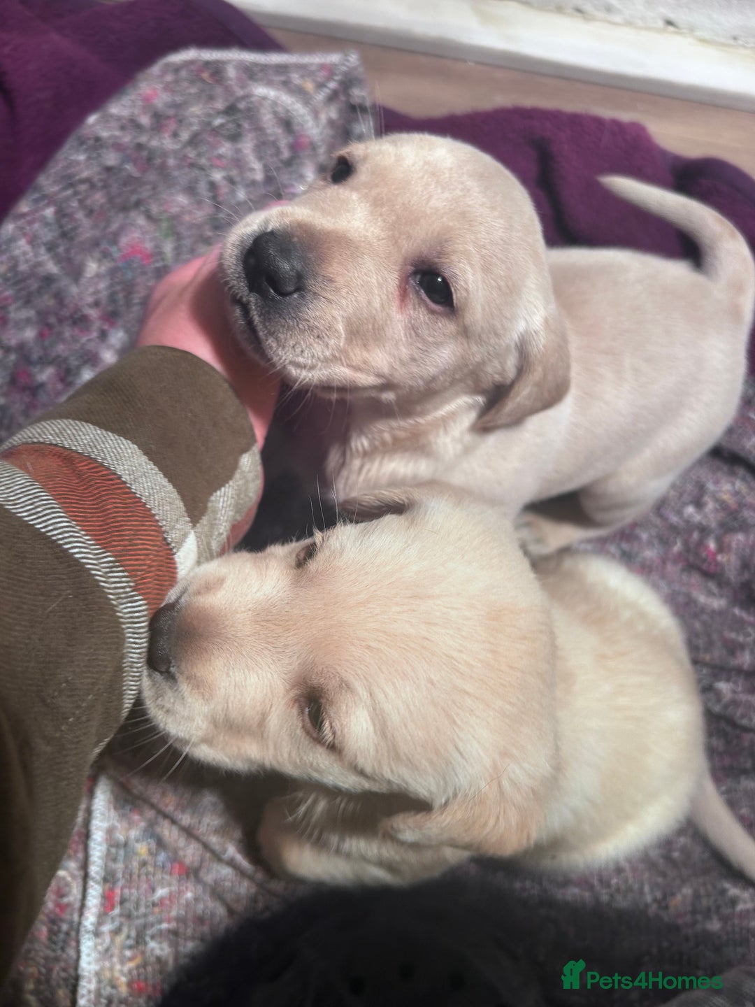 Labrador Retriever dogs for sale: Beautiful KC Reg Lab Pups - Advert 5