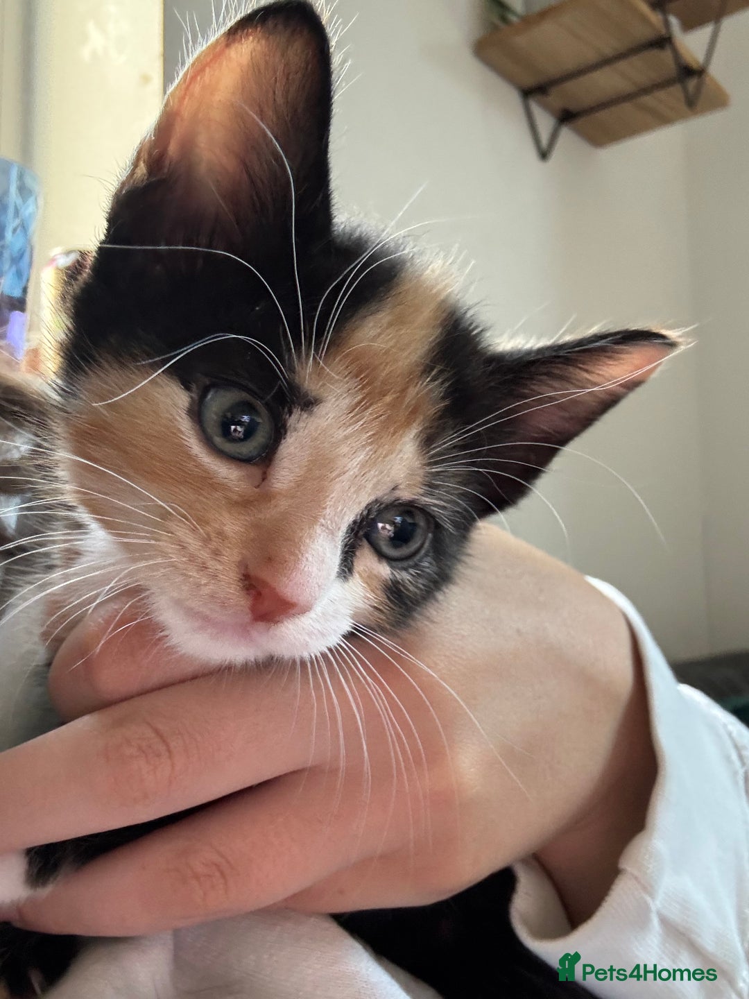 Domestic Shorthair cats for sale: 4 beautiful kittens  - Image 18