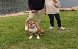 English Bulldog dogs for adoption: BOYE, a Lovely Boy - for a Loving Home - Image 6