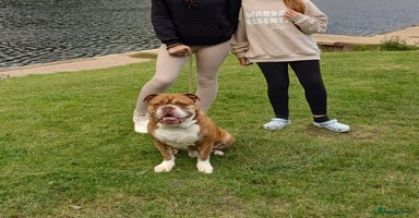 English Bulldog dogs - Advert 7