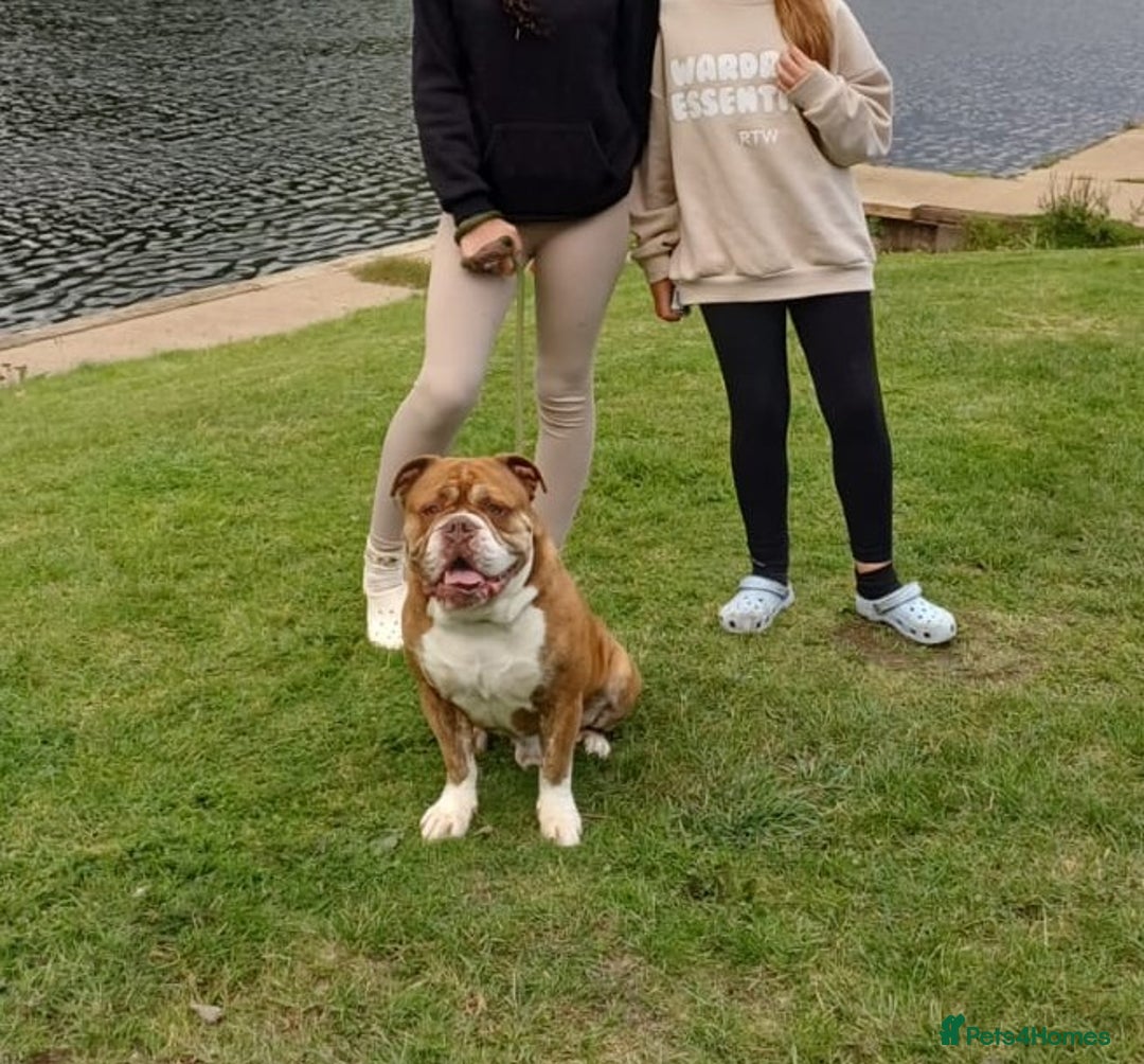 English Bulldog dogs for adoption: BOYE, a Lovely Boy - for a Loving Home - Image 6