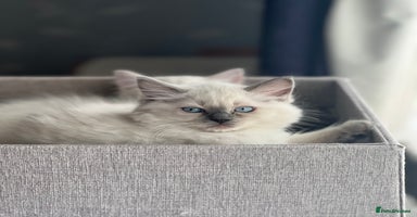 Ragdoll cats - Advert 13