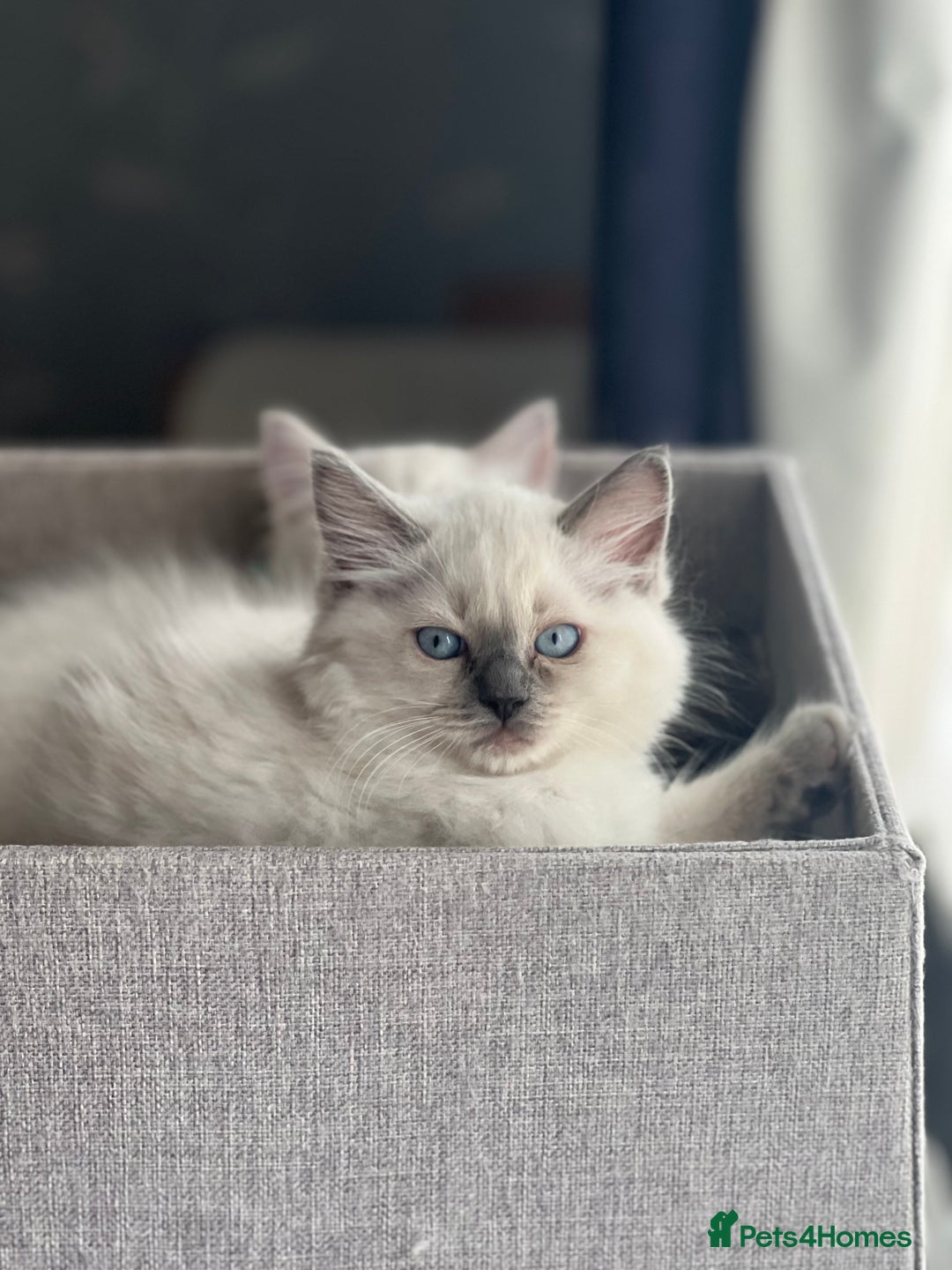 Ragdoll cats for sale: Ragdoll kittens  - Image 1