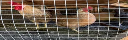 Chickens poultry for sale: Range of chickens - Advert 9