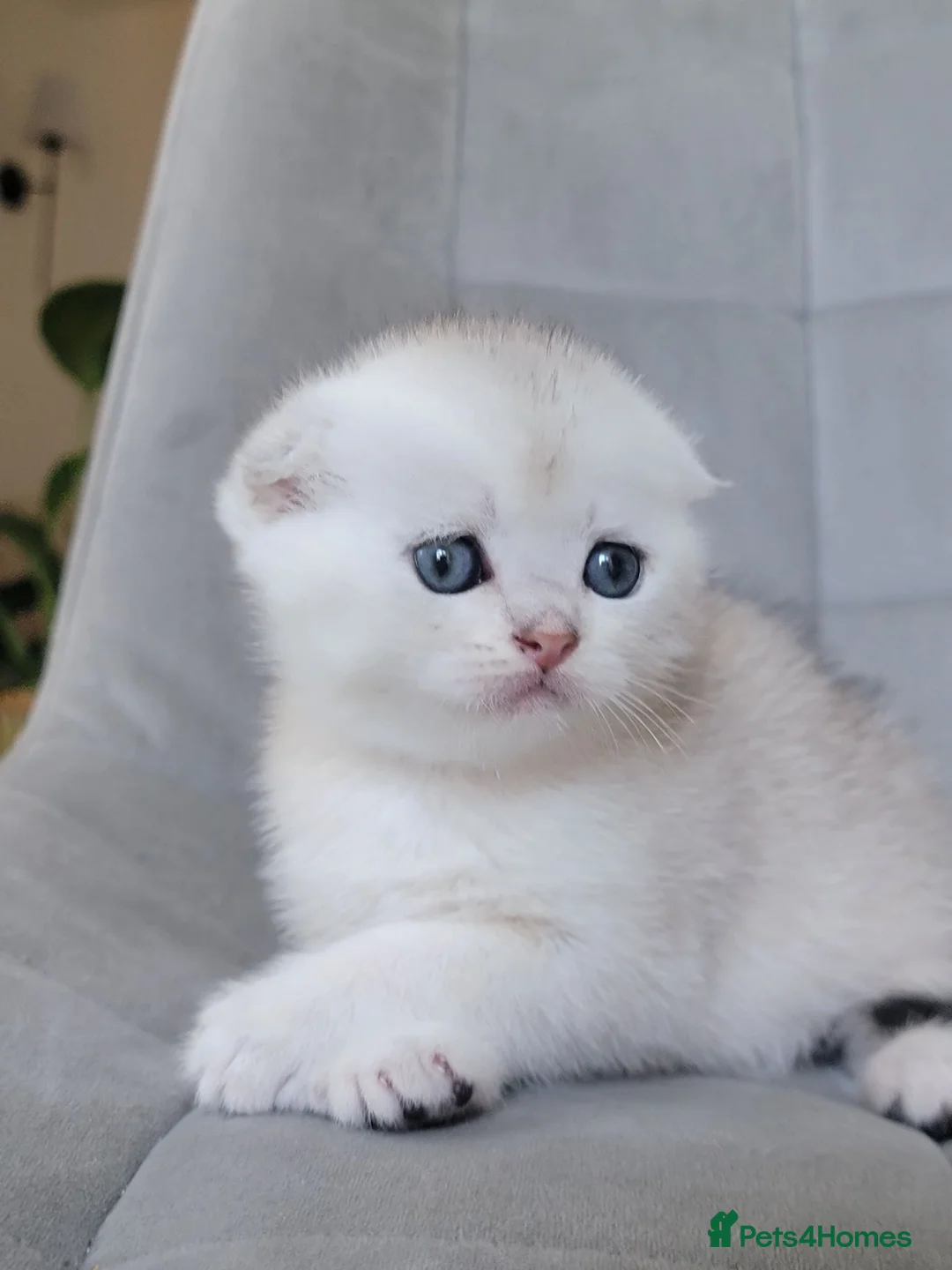 Scottish Fold cats for sale: Beautiful and healthy Scottish fold kittens - Advert 40