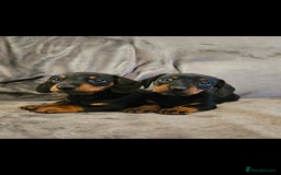 Miniature Dachshund dogs for sale: Miniature Daschund 1XBOY - Advert 2