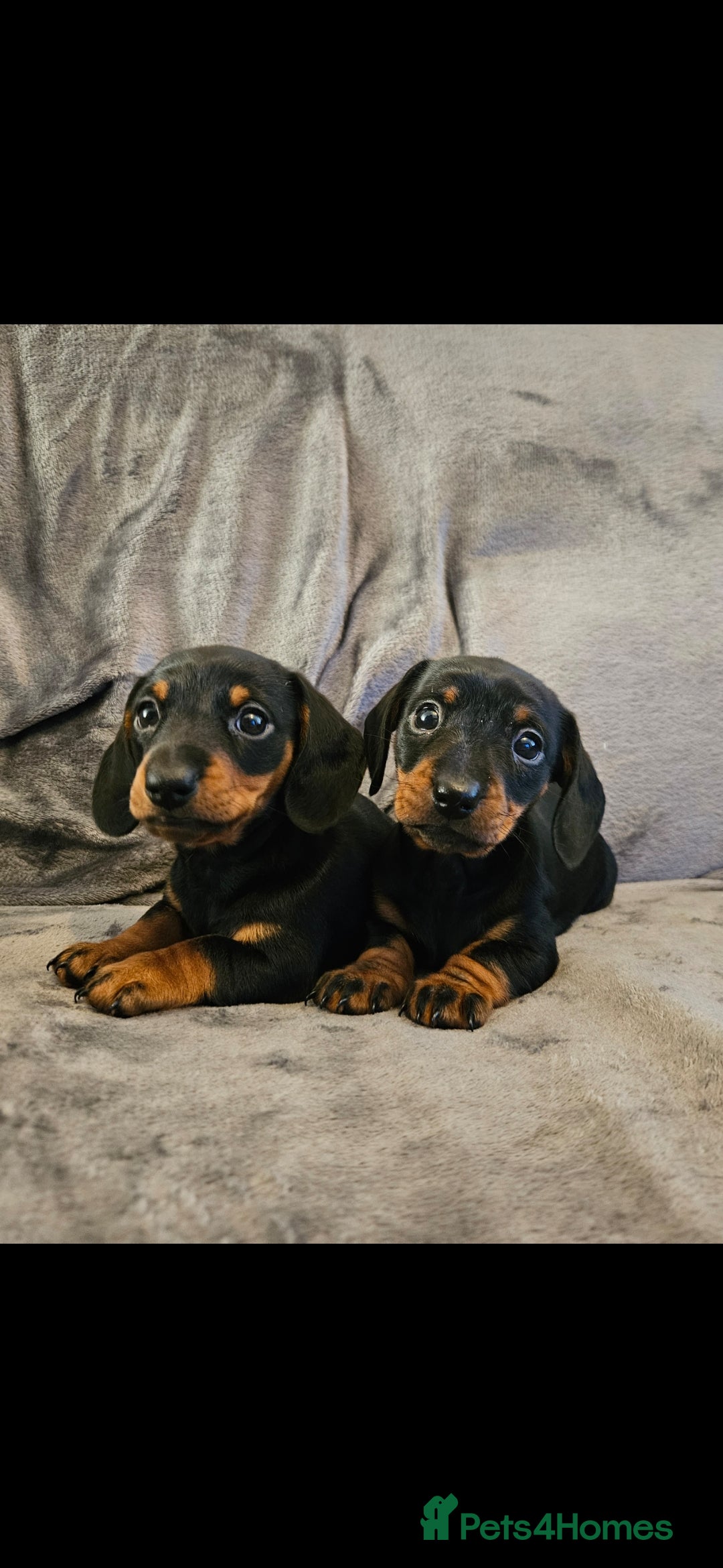 Miniature Dachshund dogs for sale: Miniature Daschund 1XBOY - Advert 2