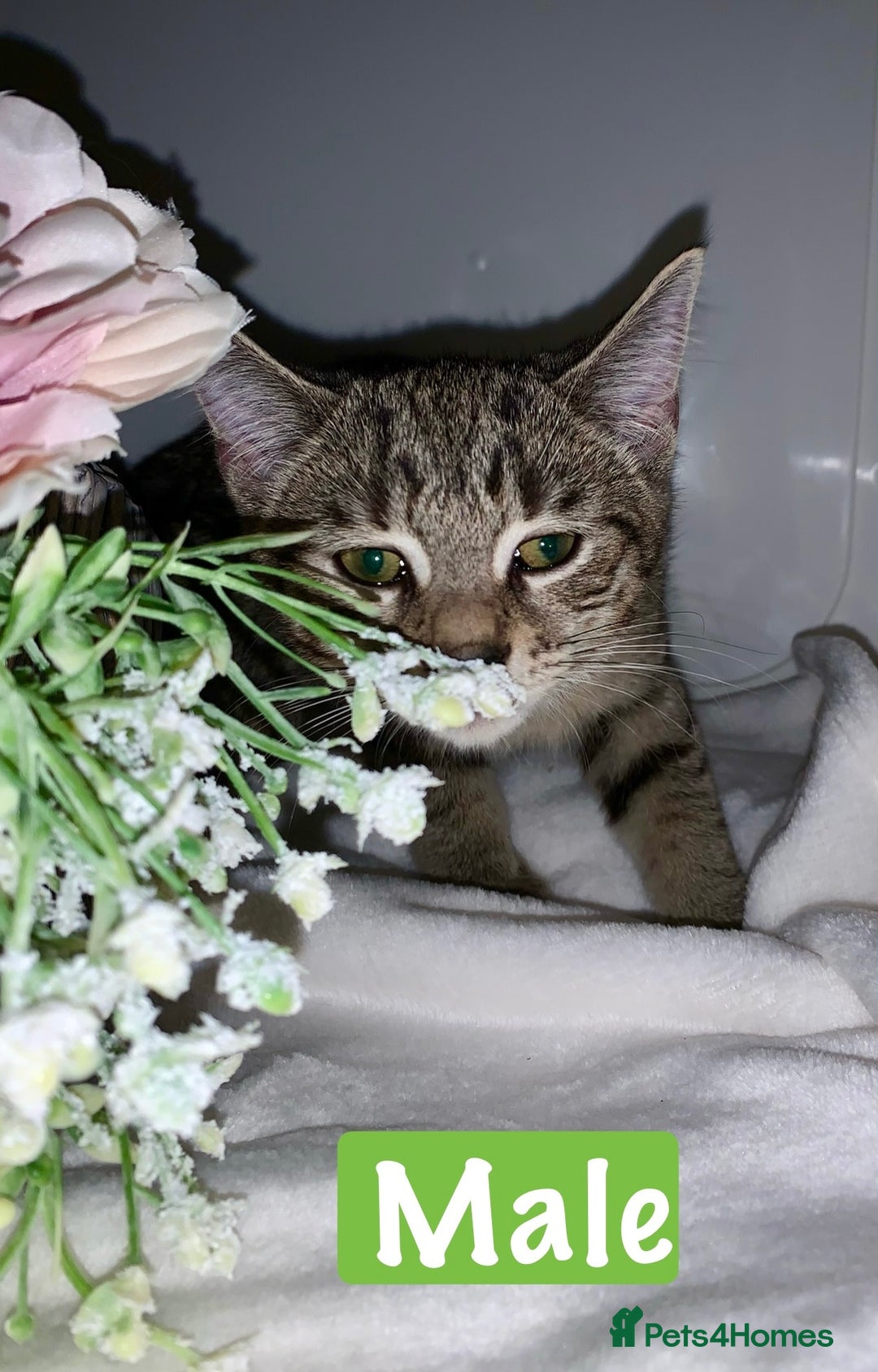 Mixed Breed cats for sale: Beautiful kittens Ready now Open to offers  in Chester - Image 12