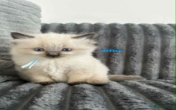 Ragdoll cats for sale: 5 Adorable Ragdoll Kittens🐾 - Image 9