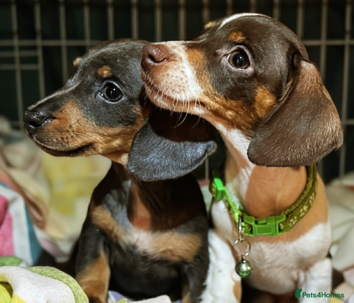 Miniature Dachshund dogs Pure Miniatures Ready To Go Home  - Advert 6