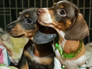 Miniature Dachshund dogs Pure Miniatures Ready To Go Home - Advert 6