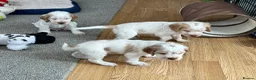 Cocker Spaniel dogs for sale: Stunning Orange roan boys - Advert 3