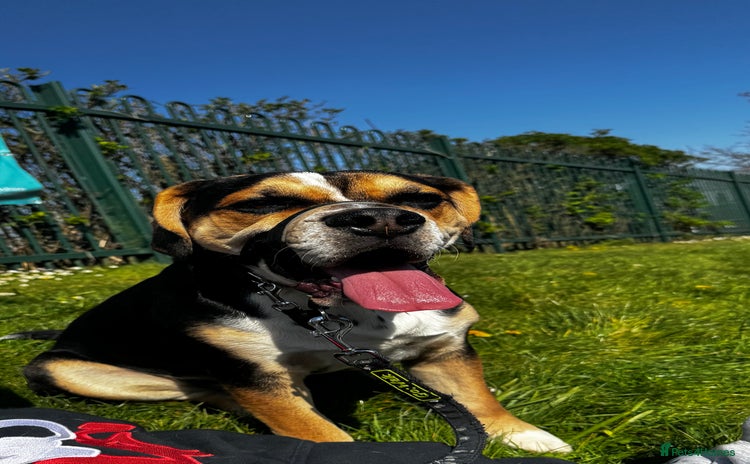 Mixed Breed dogs - Advert 13