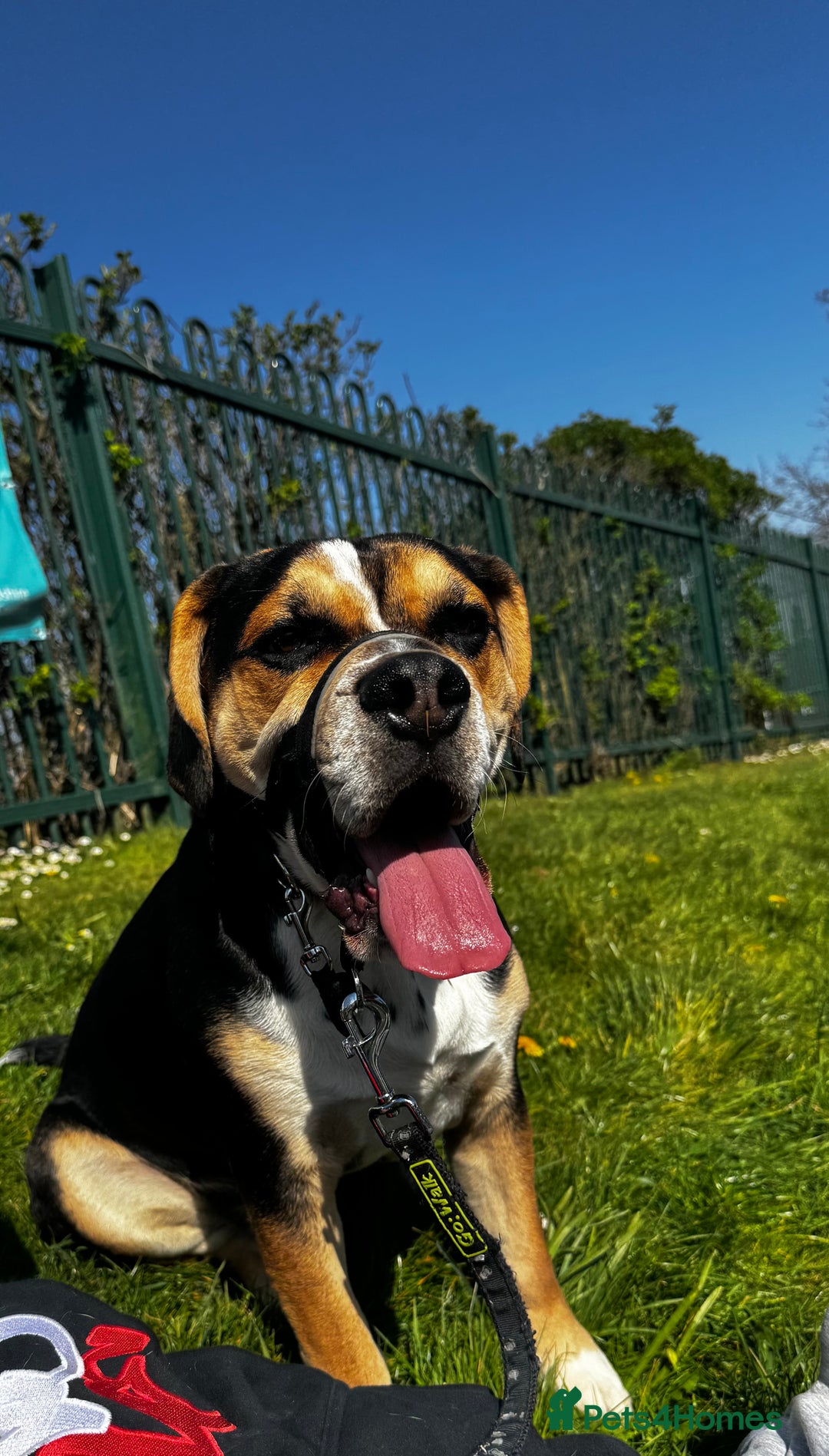 Mixed Breed dogs for sale: Bruno - Image 1