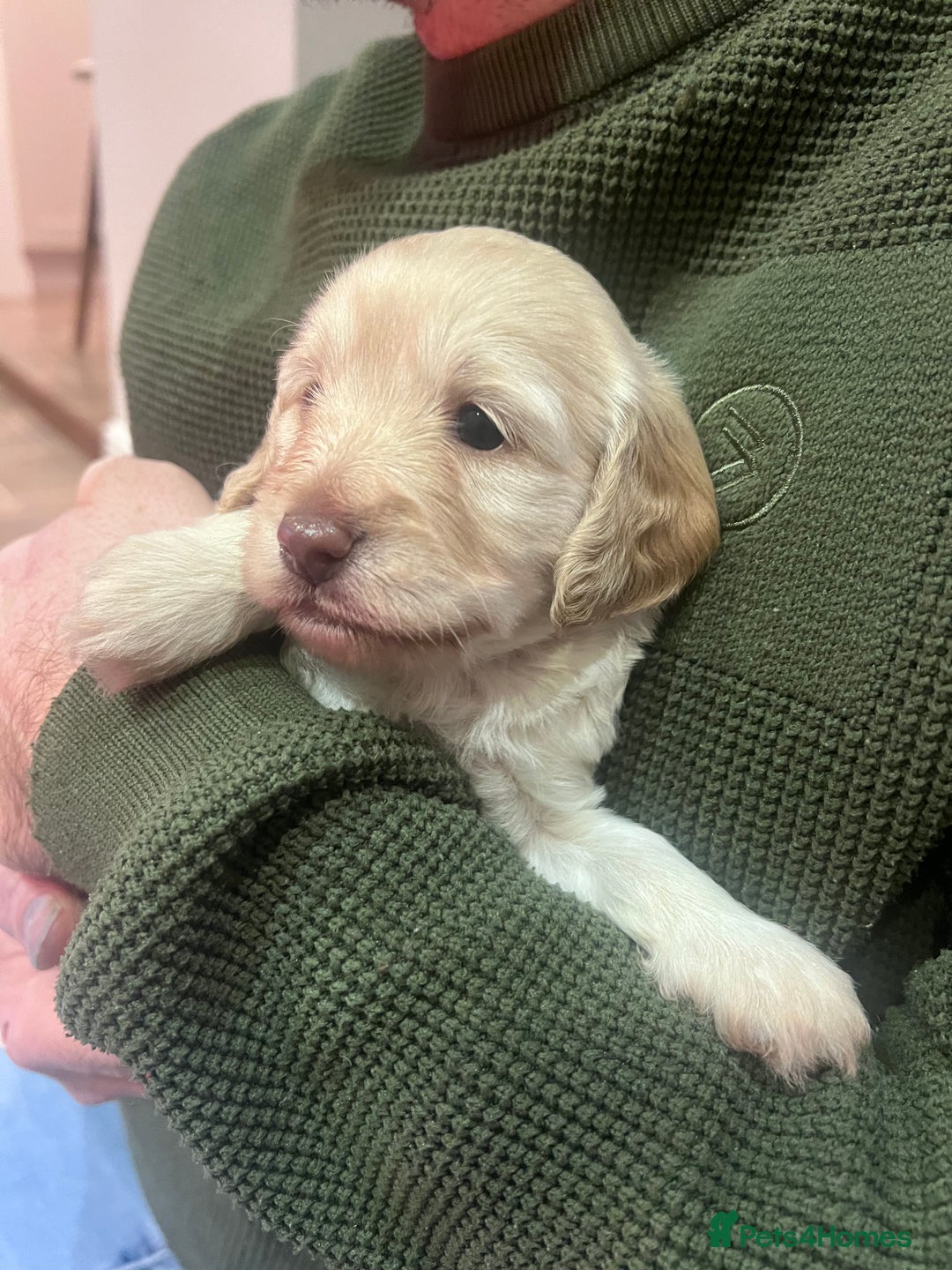 Cockapoo dogs for sale: F1B Cockapoo Puppies - Image 20