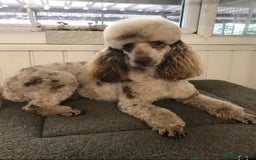 Cockapoo dogs for sale: All female fluffy Cockapoo puppies - Advert 23