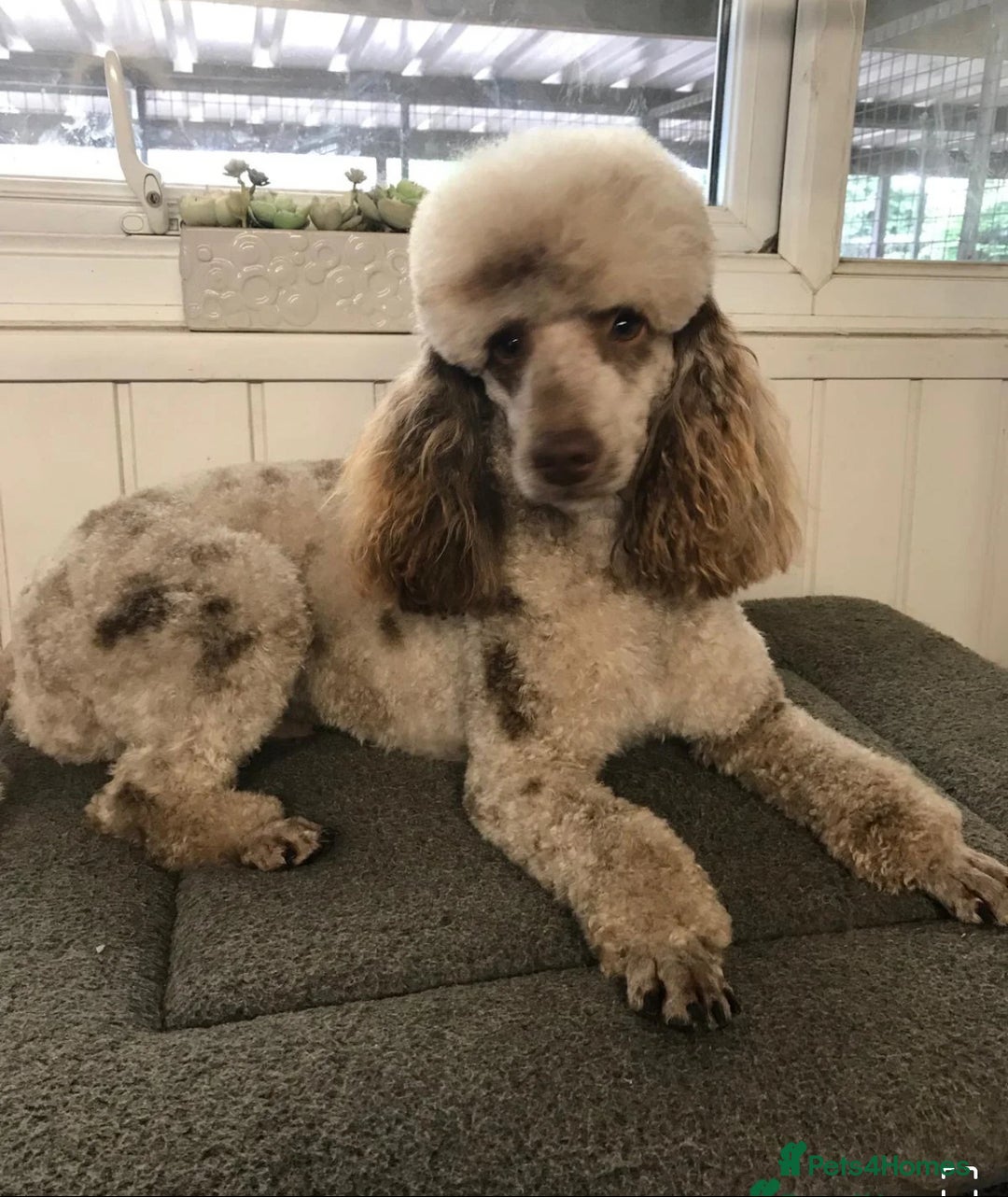 Cockapoo dogs for sale: All female fluffy Cockapoo puppies - Advert 23