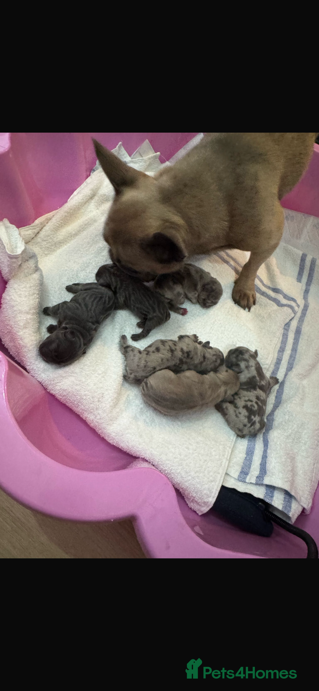 French Bulldog dogs for stud: Lilac merle French bulldog for stud  in Stevenage - Image 31