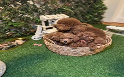 Toy Poodle dogs for sale: Beautiful Red Toy Poodle Puppies – Ready Now  - Image 7