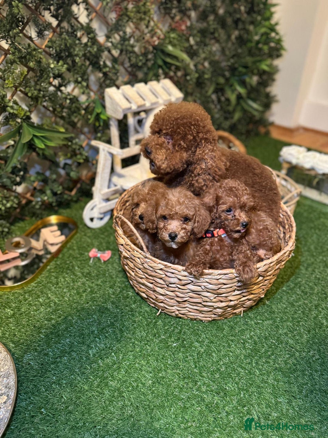 Toy Poodle dogs for sale: Beautiful Red Toy Poodle Puppies – Ready Now  - Image 7