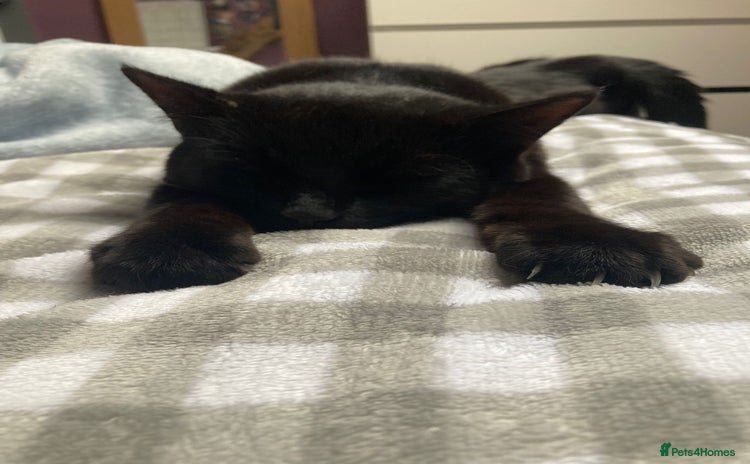 Domestic Shorthair cats - Advert 11