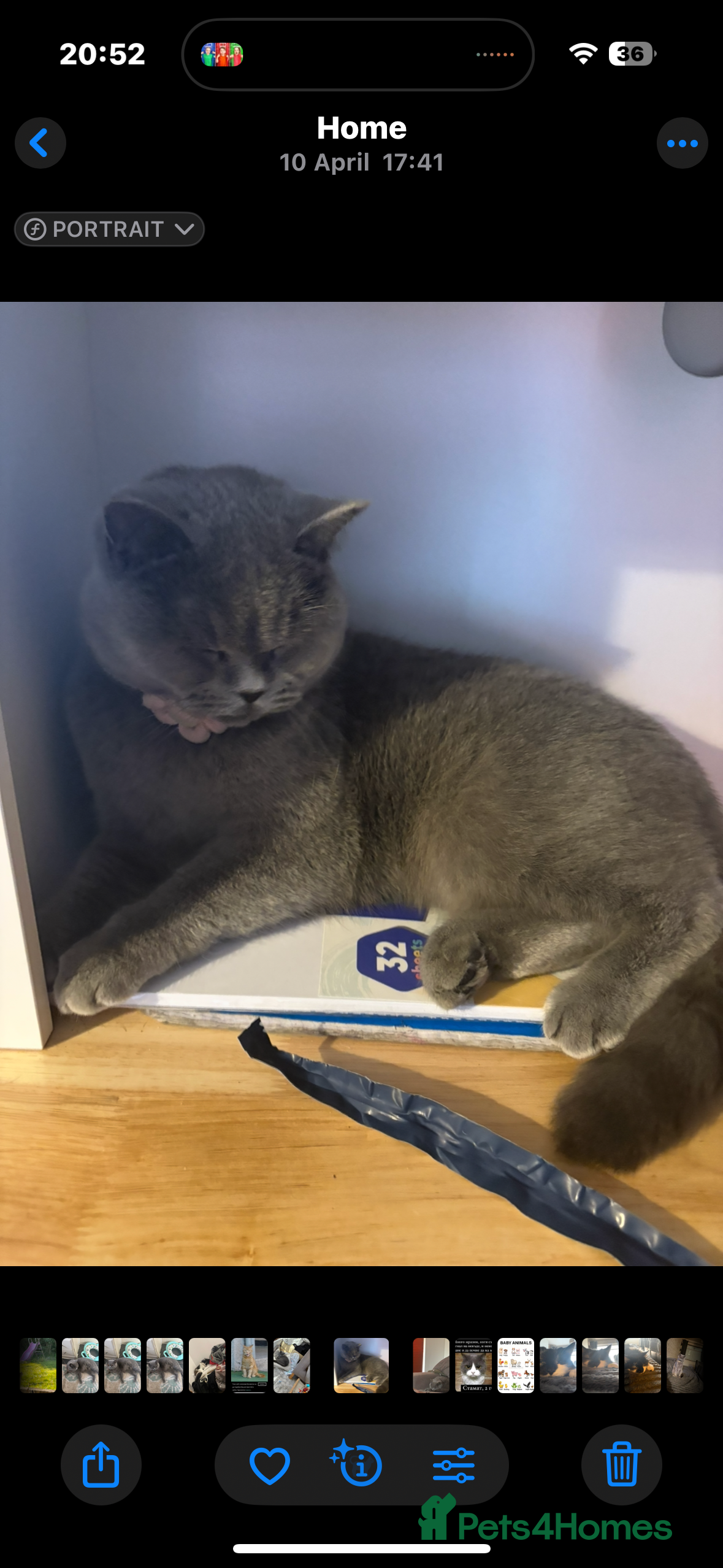 British Shorthair cats 1 male  - Advert 2