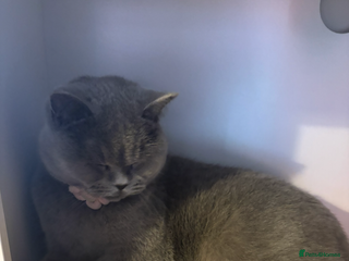 British Shorthair cats 1 male - Advert 4