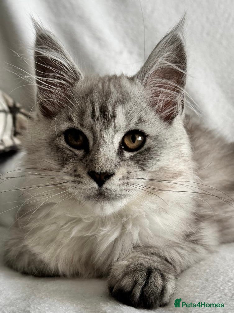 Maine Coon cats Exceptional Active Tica Black Silver  - Advert 6