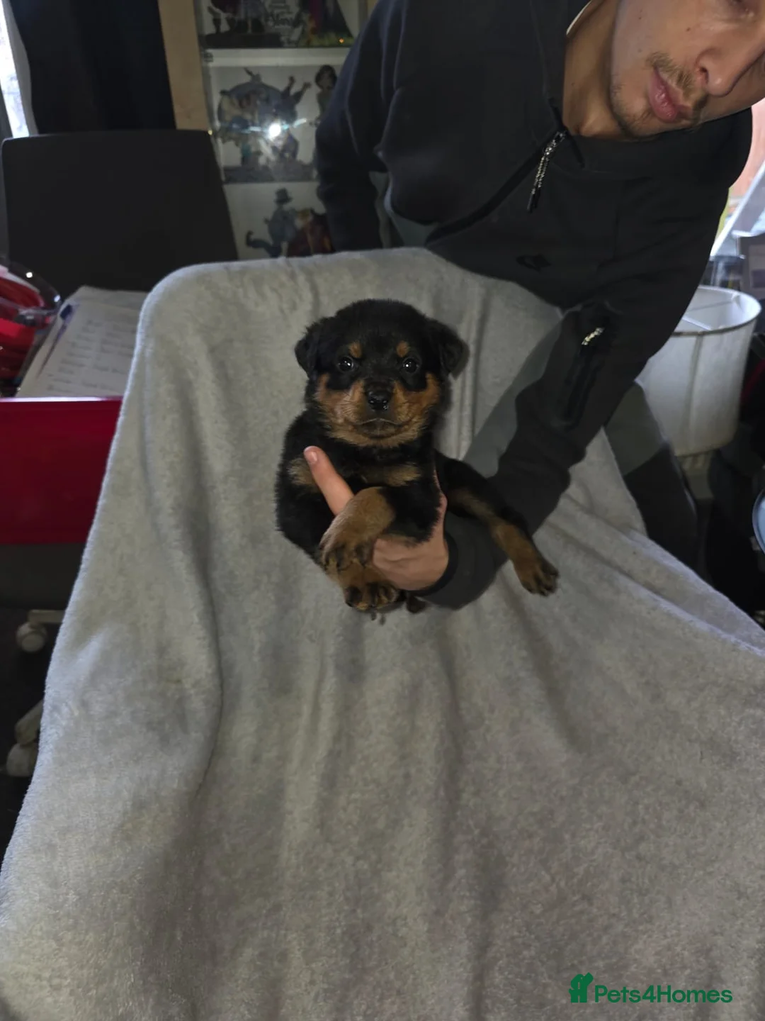 Rottweiler dogs for sale: Purebred Rottweiler Puppies ready to leave  - Advert 27