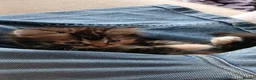 Mixed Breed cats for sale: Male and female kittens  - Advert 3