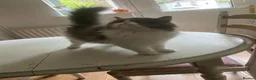 Exotic cats for sale: Exotic Persian male kitten - Advert 2