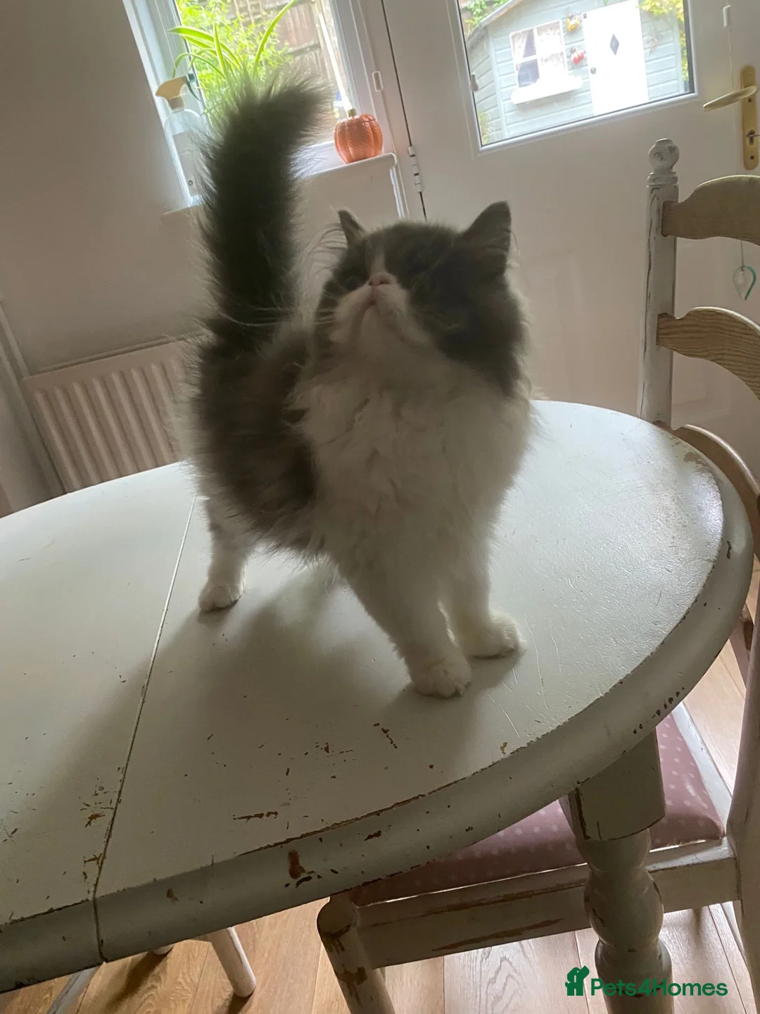Exotic cats for sale: Exotic Persian male kitten - Advert 2