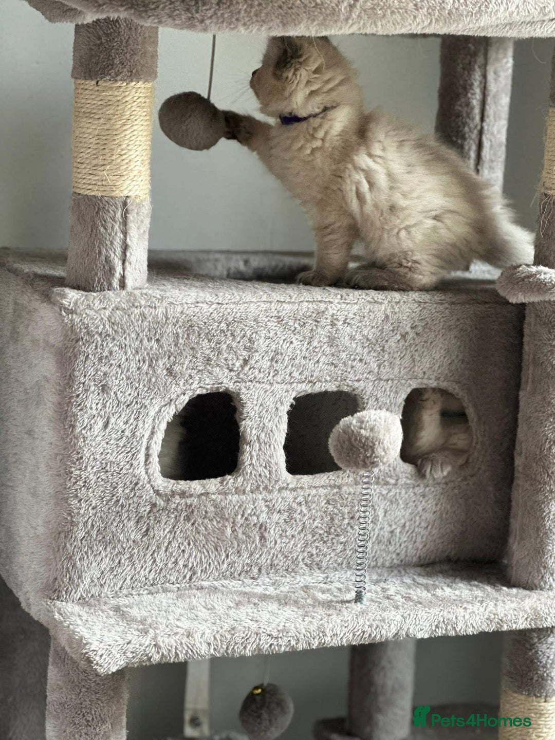 Ragdoll cats for sale: Ragdoll kittens for sale - Image 4