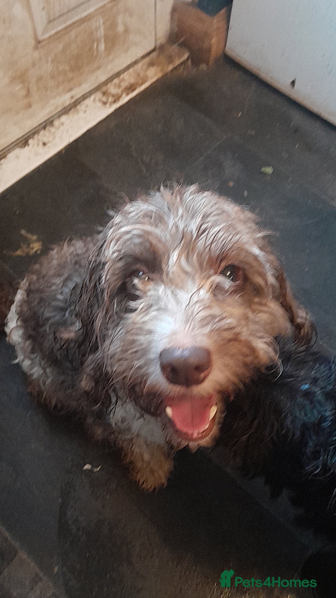 Mixed Breed dogs for sale: 5 staff x cockapoo pups  - Advert 35