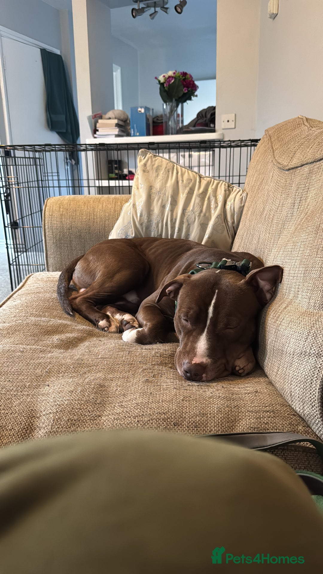 Mixed Breed dogs for sale: Reggie. Bull terrier cross.  - Advert 6