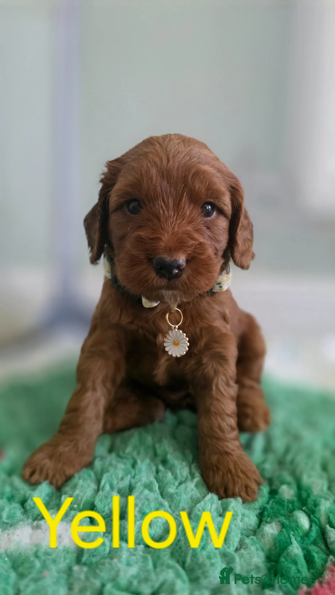 Cockapoo dogs for sale: F1 COCKERPOO PUPPIES  - Advert 12