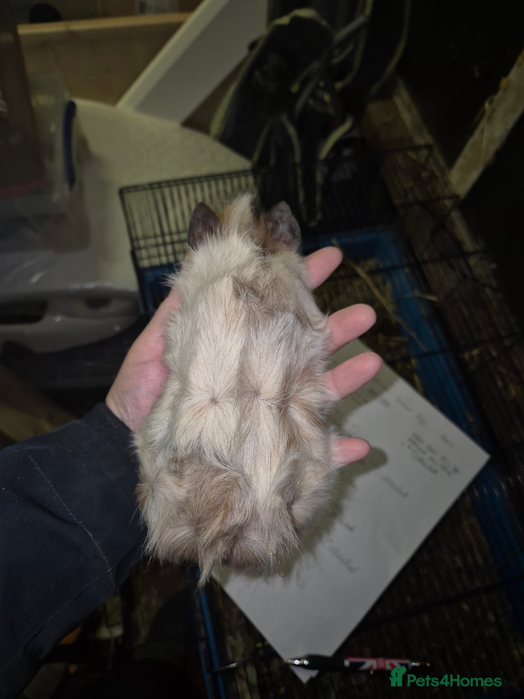 Guinea Pig rodents for sale: 1 PAIR LEFT. Gorgeous baby Abyssinian guinea pigs - Advert 3