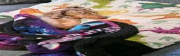 Miniature Dachshund dogs for sale: Dapper miniature dachshund  in Batley - Advert 5