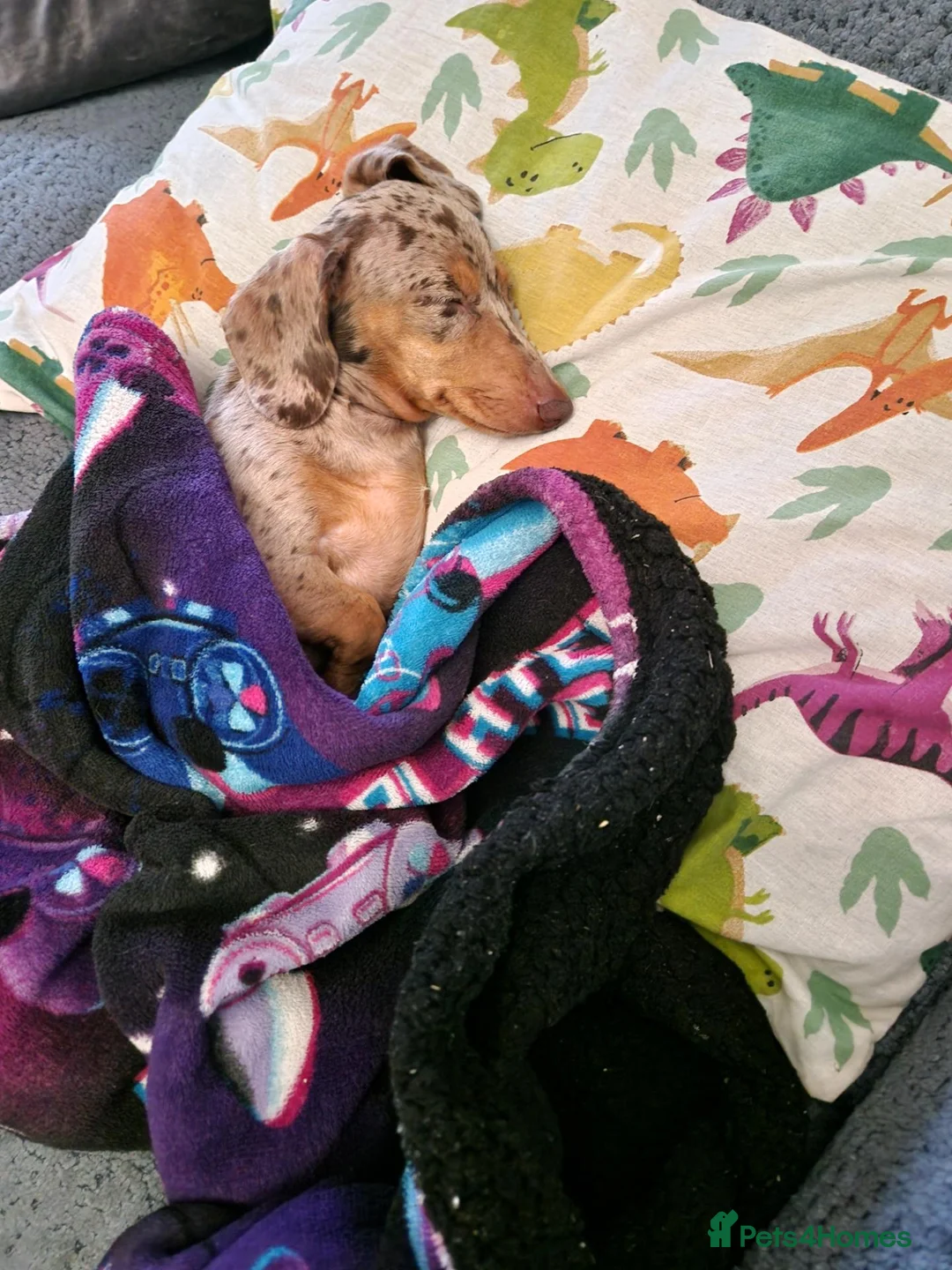 Miniature Dachshund dogs for sale: Dapper miniature dachshund  in Batley - Advert 5